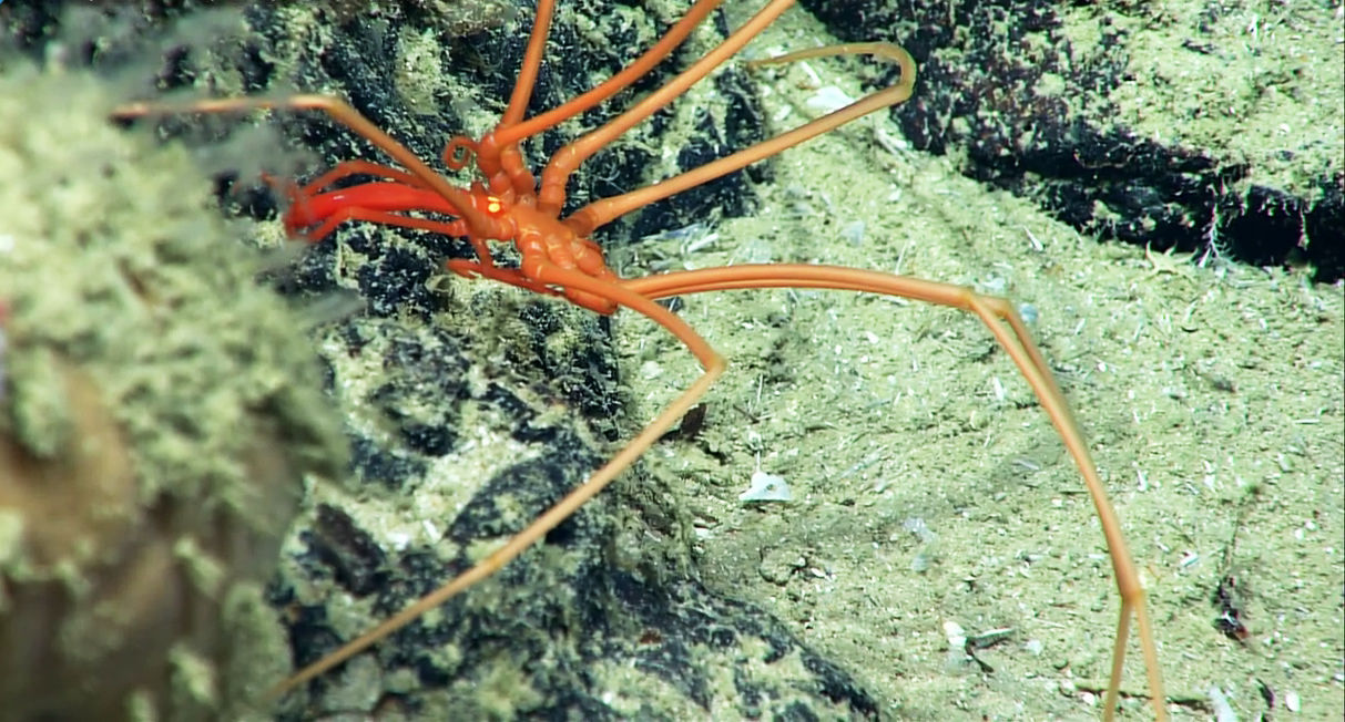spider sea creatures NOAA.jpg